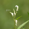 흰여뀌(Persicaria lapathifolia (L.) Delarbre) : 꽃사랑한동구