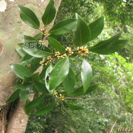 육박나무(Actinodaphne lancifolia (Siebold & Zucc.) Meisn.) : kplant1