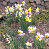 수선화(Narcissus tazetta var. chinensis Roem.) : 능선따라