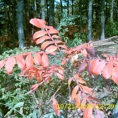 붉나무(Rhus chinensis Mill.) : 현촌