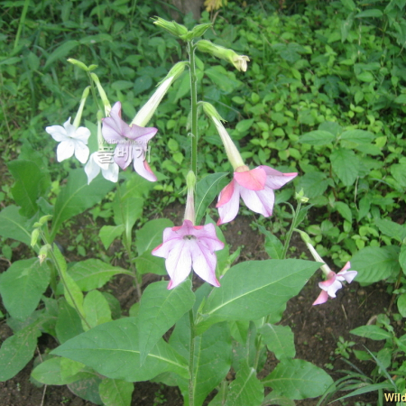 꽃담배(Nicotiana sanderae Sander) : 정원공주