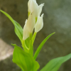 민은난초(Cephalanthera erecta var. oblanceolata N. Pearce & P.J. Cribb.) : 산들꽃