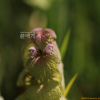 자주광대나물(Lamium purpureum L.) : 塞翁之馬