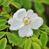 흰인가목(Rosa koreana Kom.) : 꽃사랑