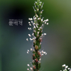 질경이(Plantago asiatica L.) : 추풍