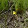 땅귀개(Utricularia bifida L.) : 통통배