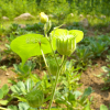 어저귀(Abutilon theophrasti Medicus) : 산들꽃