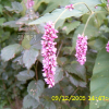 털여뀌(Persicaria orientalis (L.) Spach) : habal