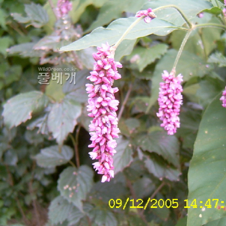 털여뀌(Persicaria orientalis (L.) Spach) : 현촌