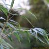 이대(Pseudosasa japonica (Siebold & Zucc. ex Steud.) Makino ex Nakai) : 산들꽃