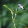 큰졸방제비꽃(Viola kusanoana Makino) : 통통배