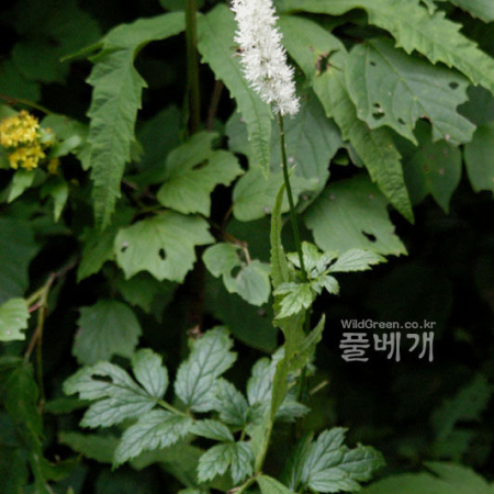 촛대승마(Actaea simplex (DC.) Wormsk. ex Prantl) : 河志