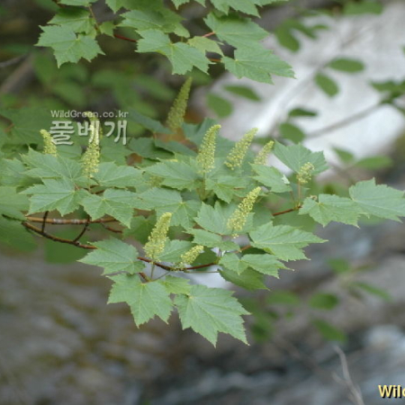 부게꽃나무(Acer ukurunduense Trautv. & C.A.Mey.) : 벼루