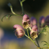 백부자(Aconitum coreanum (H.L?v.) Rapaics) : 산들꽃
