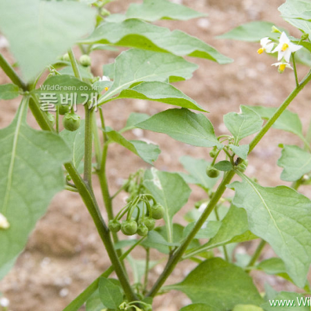 까마중(Solanum nigrum L.) : 카르마