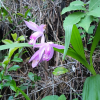 자란(Bletilla striata (Thunb. ex Murray) Rchb.f.) : 봄까치꽃