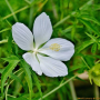 히비스커스 콕치네우스 (단풍잎부용) : 꽃사랑한동구