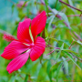 히비스커스 콕치네우스 (단풍잎부용) : 꽃사랑한동구