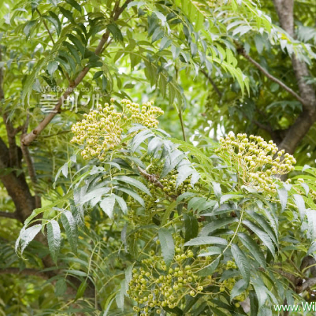 마가목(Sorbus commixta Hedl.) : 카르마