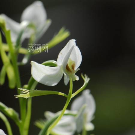 잠자리난초(Habenaria linearifolia Maxim.) : 통통배