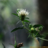 정영엉겅퀴(Cirsium chanroenicum (Nakai) Nakai) : 도리뫼