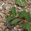 땅빈대(Euphorbia humifusa Willd. ex Schltdl.) : 무심거사