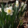 수선화(Narcissus tazetta var. chinensis Roem.) : 가야