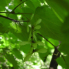 부게꽃나무(Acer ukurunduense Trautv. & C.A.Mey.) : 벼루