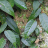 모람(Ficus oxyphylla Miq. ex Zoll.) : 카르마