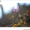 얼레지(Erythronium japonicum (Balrer) Decne.) : 통통배