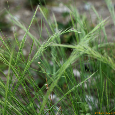 들묵새(Vulpia myuros (L.) C.C.Gmel.) : 무심거사