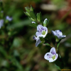 좀개불알풀(Veronica serpyllifolia L.) : 풀잎사랑