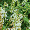 개싸리(Lespedeza tomentosa (Thunb.) Siebold ex Maxim.) : 버들피리