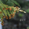 삼나무(Cryptomeria japonica (L.f.) D.Don) : 통통배