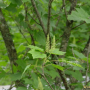 부게꽃나무 : 통통배