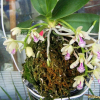 나도풍란(Phalaenopsis japonica (Rchb.f.) Kocyan & Schuit.) : 풀_ㅍiㄹi