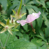 꽃쥐손이(Geranium platyanthum Duthie) : 들국화