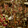 칠면초(Suaeda japonica Makino) : 청암