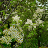 쇠물푸레나무(Fraxinus sieboldiana Blume) : 산소리