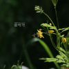 애기똥풀(Chelidonium majus L. subsp. asiaticum H.Hara) : 현촌