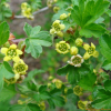 까마귀밥나무(Ribes fasciculatum var. chinense Maxim.) : 무심거사