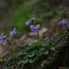 애기낚시제비꽃(Viola grypoceras var. exilis (Miq.) Nakai) : 통통배