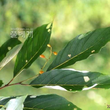 망개나무(Berchemia berchemiifolia (Makino) Koidz.) : kplant1