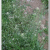 다닥냉이(Lepidium apetalum Willd.) : 들국화
