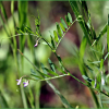 얼치기완두(Vicia tetrasperma (L.) Schreb.) : 추풍