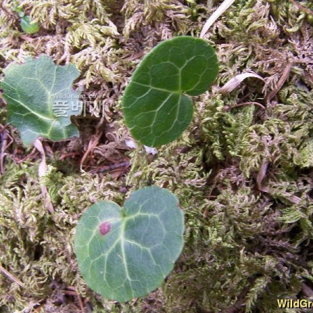 콩팥노루발(Pyrola renifolia Maxim.) : 들국화
