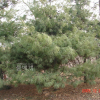 스트로브잣나무(Pinus strobus L.) : 현촌