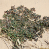 누운땅빈대(Euphorbia prostrata Aiton.) : 산들꽃