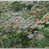 부게꽃나무(Acer ukurunduense Trautv. & C.A.Mey.) : 통통배