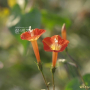 둥근잎유홍초 : 꽃사랑한동구